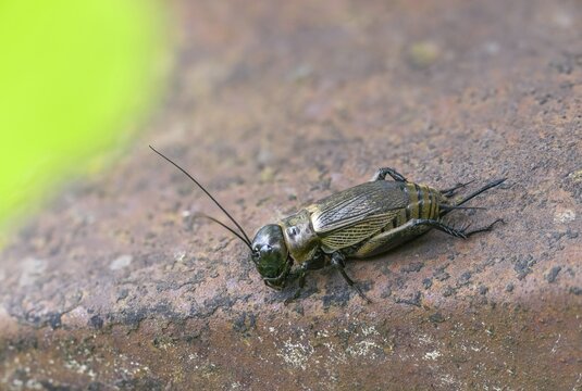 Field cricket, Gryllus campestris, ensifera, field cricket, crickets, insects, insects, long-feeler scare