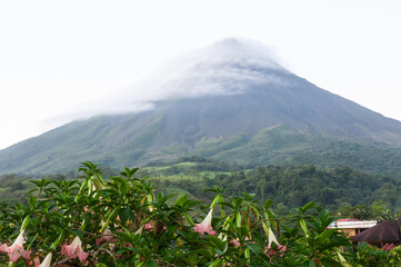 Fototapeta premium Arenal active Volcano at Ala Juela Province in Costa Rica with pink trumpet flowers in the foreground