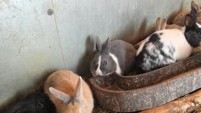 Many rabbits gather around a feeding area on a farm. Some rabbits are eating while others play together. The rabbits have various colors and patterns, creating a lively atmosphere.