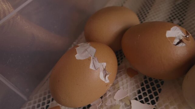 Newborn chick slowly breaking its eggshell while hatching in an automatic incubator on a poultry farm, representing the beginning of new life and the process of birth and growth