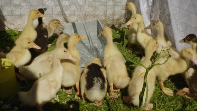 Numerous cute domestic ducklings gathering around a drinker on a sunny day at the poultry farm. The small, fluffy birds are crowding together to drink fresh water while standing on green grass