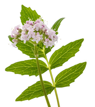 Valeriana officinalis flowers