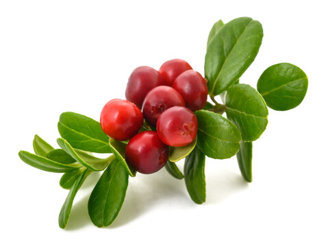 Lingonberry branch with red berries