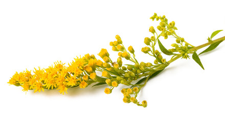Naklejka premium Goldenrod flowers