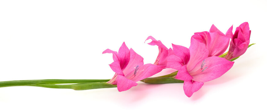 Gladiolus Flowers Isolated on White Background