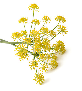 Wild fennel flowers