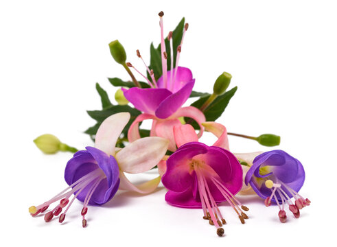 Fuchsia branch with  flowers  isolated on white background