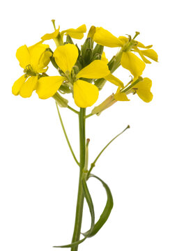 Yellow Wallflowers