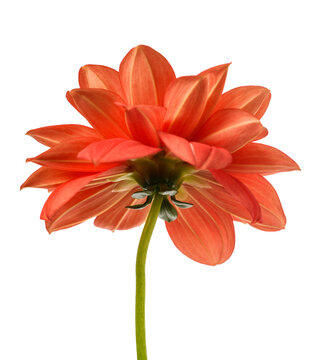 Dhalia pinnata flower