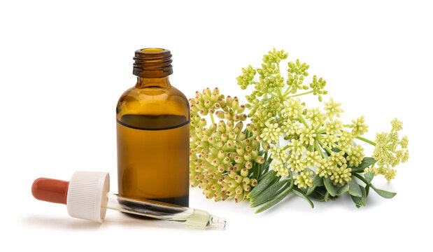 Crithmum maritimum sea fennel extract with dropper bottle isolated on white background