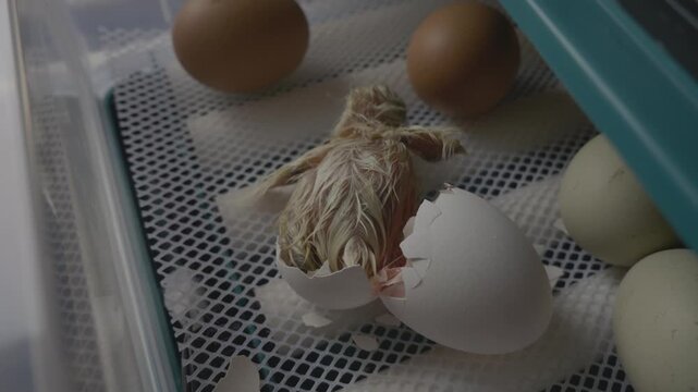 Close-up of a small wet chick emerging from its shell after breaking the egg, representing the miracle of birth and new life in a controlled farm environment while other eggs are waiting to hatch