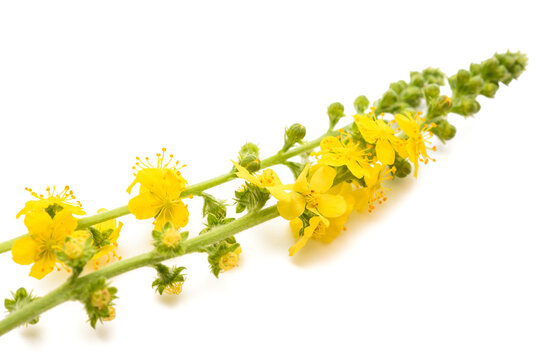 Common agrimony flowers