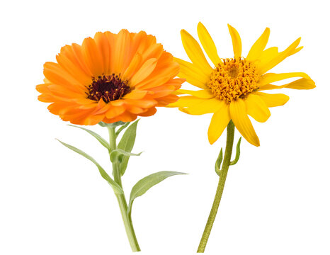 Arnica and Calendula Flowers Isolated on White Background