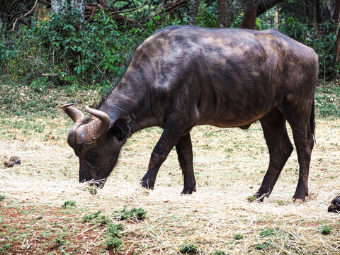 Rare Tamaraw Wild Buffalo Native to the Philippines in Natural Habitat