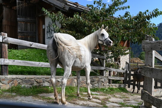 cavallo arabo 
