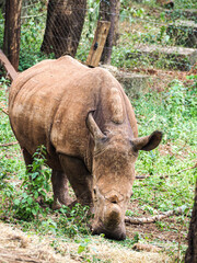 Rhinoceros Grazing Among Trees in Natural Wooded Wildlife Habitat © Sandy Kitten