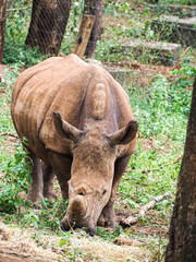 Sumatran Rhinoceros Dicerorhinus Sumatrensis in Natural Wildlife Habitat © Sandy Kitten