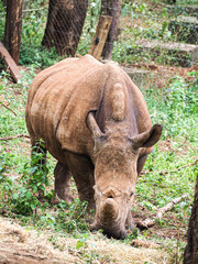 Black Rhinoceros (Diceros bicornis) Grazing in Leafy Woodland at Nairobi National Park Kenya © Sandy Kitten