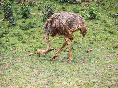 Common Ostrich (Struthio camelus) at Nairobi National Park Kenya