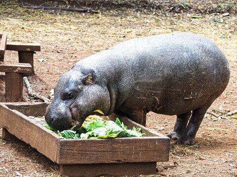 Baby Pygmy Hippopotamus (Choeropsis liberiensis) Eating Leaves at Nairobi National Park Kenya