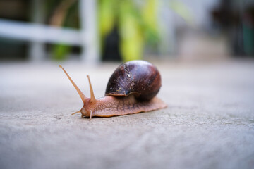 Close-up shot of a brown snail slowly crawling on a concrete ground surface with a shallow depth of field. © Thinapob