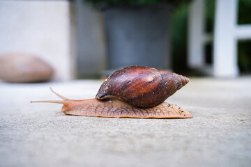 Close-up shot of a brown snail slowly crawling on a concrete ground surface with a shallow depth of field. © Thinapob