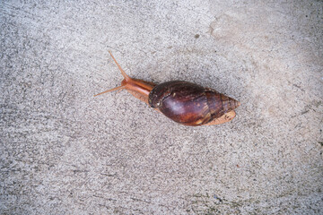 Close-up shot of a brown snail slowly crawling on a concrete ground surface with a shallow depth of field. © Thinapob
