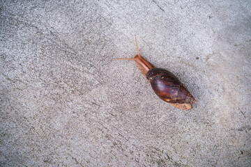 Close-up shot of a brown snail slowly crawling on a concrete ground surface with a shallow depth of field. © Thinapob