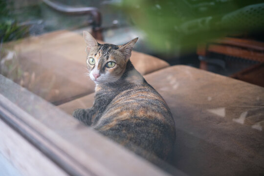 A cute calico tabby cat lying down and relaxing on a soft brown leather couch indoors. a feline resting peacefully near a window with green houseplant framed, creating a cozy atmosphere
