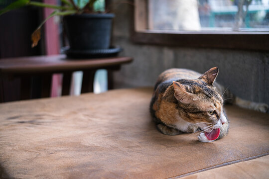 A cute calico tabby cat lying down and relaxing on a soft brown leather couch indoors. a feline resting peacefully near a window with green houseplant framed, creating a cozy atmosphere