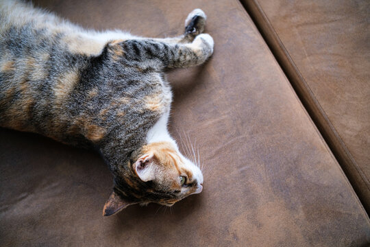 A cute calico tabby cat lying down and relaxing on a soft brown leather couch indoors. a feline resting peacefully near a window with green houseplant framed, creating a cozy atmosphere