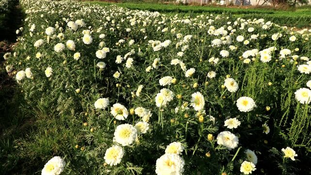 White and yellow daisy flowers swaying through wind outdoor in nature during springtime landscape panning close up.