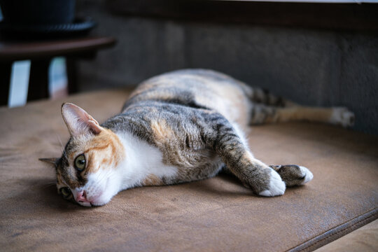 A cute calico tabby cat lying down and relaxing on a soft brown leather couch indoors. a feline resting peacefully near a window with green houseplant framed, creating a cozy atmosphere