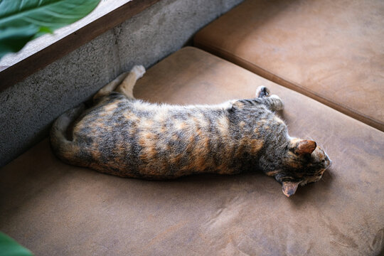A cute calico tabby cat lying down and relaxing on a soft brown leather couch indoors. a feline resting peacefully near a window with green houseplant framed, creating a cozy atmosphere