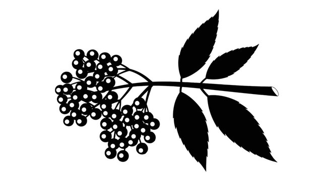 Vector illustration of elderberry branch with berries and leaves on a transparent background