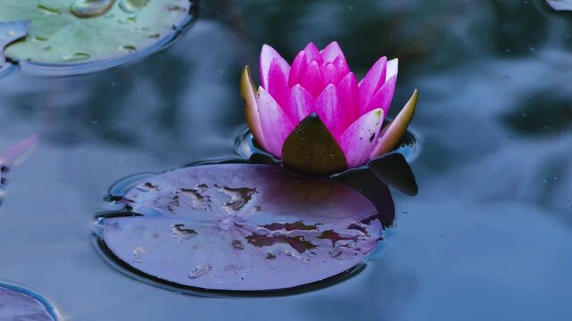 A pink water lily and its floating leaf on the water at dusk. High quality 4k footage