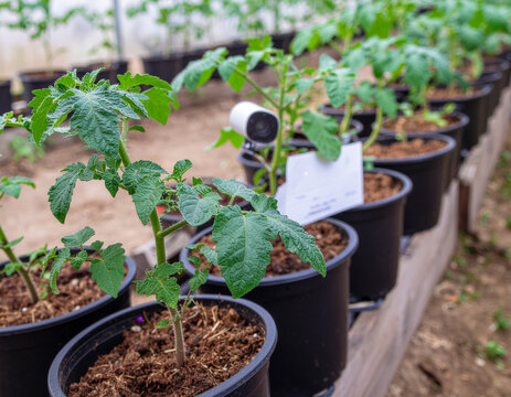 young green tomato seedlings growing in black plastic pots monitored by a compact digital cctv camera inside a greenhouse