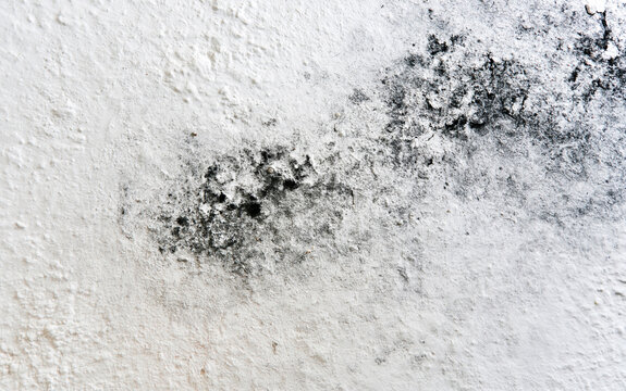 Close-up of black mold growth on a textured white wall surface, indicating a damp environment and potential home damage