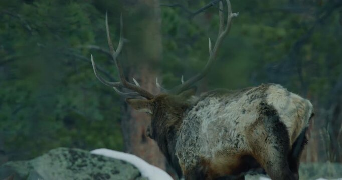 Wild Elk in Rocky Mountains walking 
