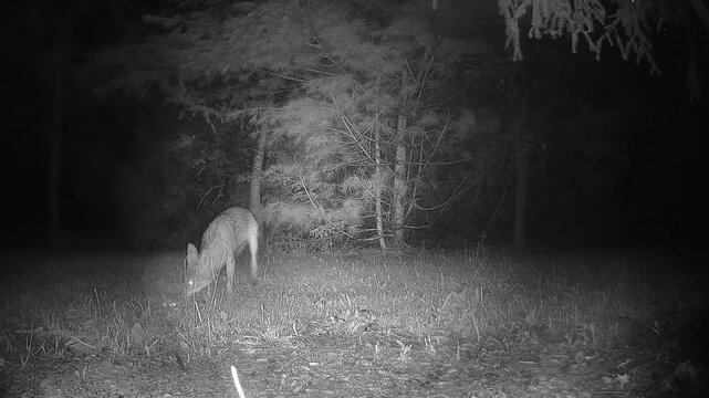 A nocturnal coyote repeatedly rubs against the ground during a nighttime visit, demonstrating natural social behavior involving scent and chemical communication.