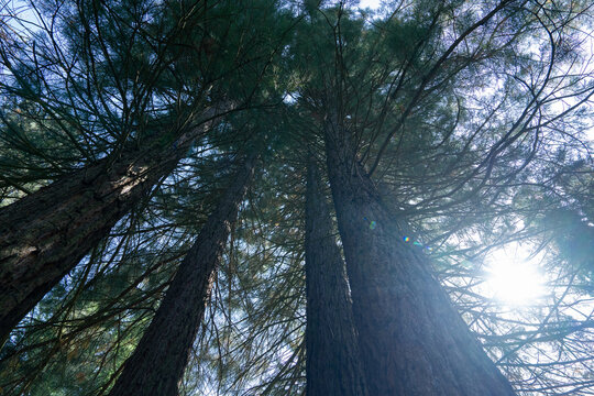 Tall green trees in the forest