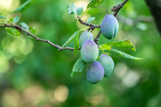 Growing plums growing naturally on a tree branch