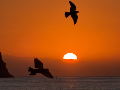 Two seagulls are silhouetted against the light as they fly through the orange and golden sky of a sunrise in Spotorno. The sun, a bright ball of light, is positioned on the horizon