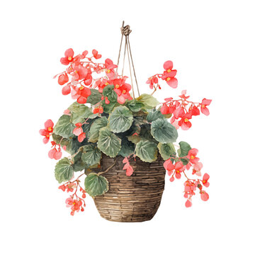Stylized watercolor Begonia Basket vector, modern artistic illustration with high-quality details on a pure white background.