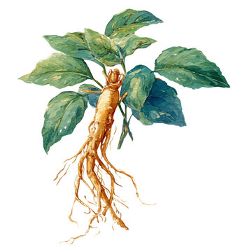Ginseng watercolor drawing vector, premium quality illustration on a clean white background.
