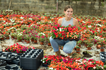 Naklejka premium Young woman holds a tray with various flowers to the pots. Customer in a garden hypermarket chooses flowers and plants for landscaping her home