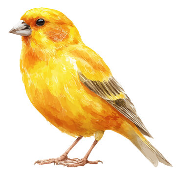 Watercolor Canary vector, artistic painting style, high-resolution illustration on a pure white background.
