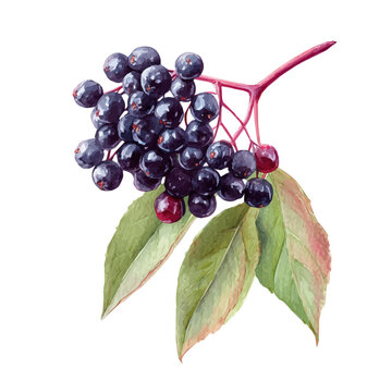 Stylized watercolor Elderberry vector, modern artistic illustration with high-quality details on a pure white background.