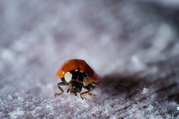 Headshot of a ladybug on a carpet © Aleksi