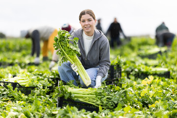 Female farmer with team harvests organic celery at farm plantation © JackF